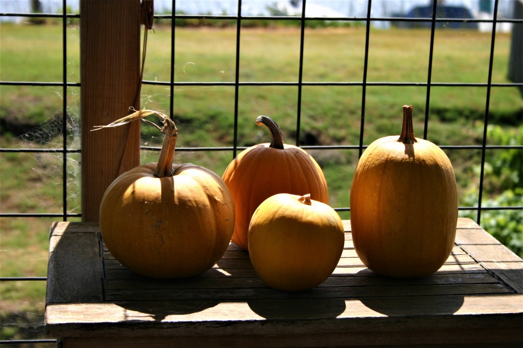 Pumpkins and Homemade Fertilizer.